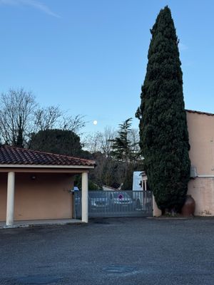 un grand arbre au milieu d'un parking