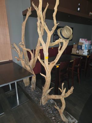 un arbre qui se dresse au milieu d'une pièce