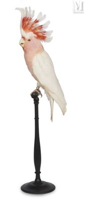 an image of a cockatoo perched on a black stand