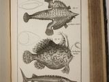 un livre ouvert sur lequel est dessiné un poisson
