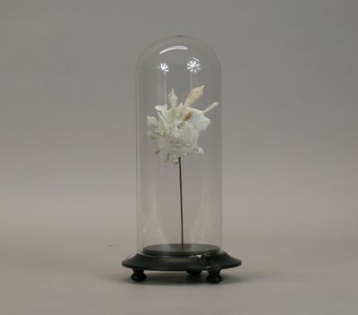 a glass dome with a white flower inside of it