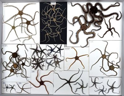 many different types of worms on display in this picture