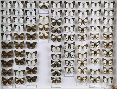 de nombreux types de papillons différents présentés dans une vitrine