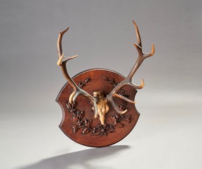 un crâne de cerf avec ses bois, monté sur une plaque en bois