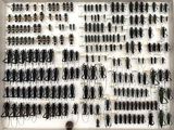 a display of many different types of insects in a shadow box