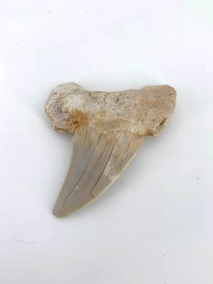 Dent de Tiburon, espèce de requin fossilisée d'environ 50 mi…