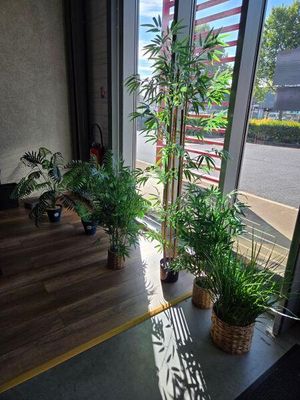 de nombreuses plantes en pot dans un coin de la pièce