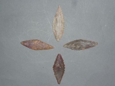 plusieurs types de feuilles sont disposés en cercle sur une surface grise