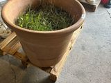 three large clay pots with grass in them on a pallet