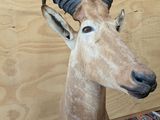 a deer head with horns on a rug on the floor