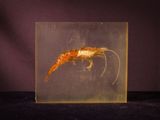 an image of a shrimp in a glass box on a table