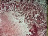 une image montrant un gros plan d'une substance rouge