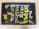 many different types of butterflies displayed in a display case