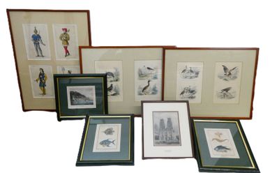 plusieurs reproductions, encadrées ou non, représentant des oiseaux, ainsi que des oiseaux exposés