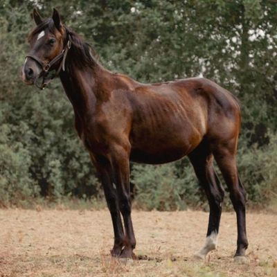 un cheval brun dans un champ, avec des arbres en arrière-plan