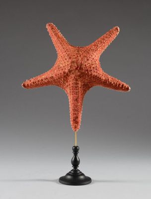 une étoile de mer orange posée sur un socle noir, sur un fond gris