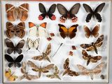 de nombreux types de papillons différents présentés dans une vitrine