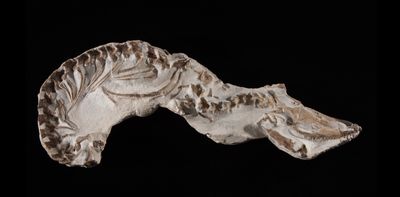 Mosasaurus (tethysaurus nopcsai) Skeleton, 89.8-93.9 mill... - 76996009 ...