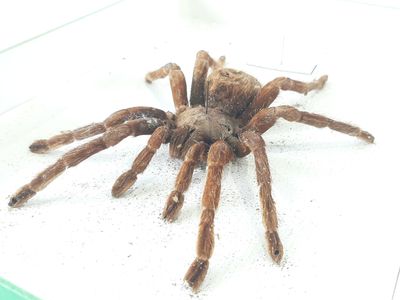 a large spider that is sitting on a table