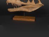a close up of a dinosaur skull on a wooden stand