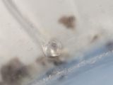 a close up of a plastic cup with a liquid inside of it