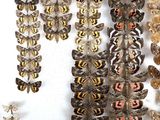 many different types of moths displayed on a white surface