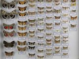 de nombreuses espèces différentes de papillons de nuit exposées dans une vitrine