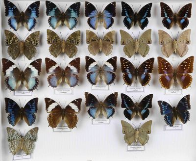 de nombreux types de papillons différents présentés dans une vitrine