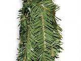 a close up of a pine tree branch on a white background