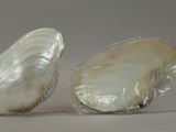 two shells that are wrapped in plastic on a table