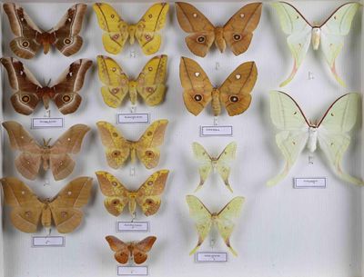 de nombreuses espèces différentes de papillons de nuit exposées dans une vitrine