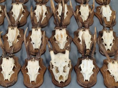 de nombreux crânes de cerfs exposés sur une table