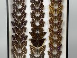 a display case with a variety of butterflies in it