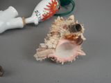 a shell with a toothbrush and a bottle on a table