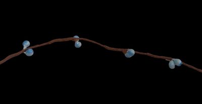 a branch with blue berries on it on a black background