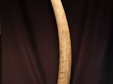 an elephant ' s tusk is displayed next to a bottle of beer