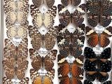 many different types of butterflies on display in a display case