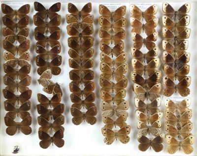 de nombreuses espèces différentes de papillons de nuit exposées dans une vitrine