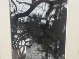 a black and white photo of a tree and a picture of a building