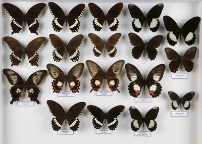 de nombreux papillons exposés dans une boîte blanche