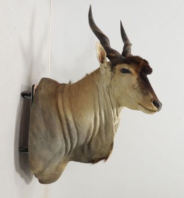 une antilope empaillée accrochée au mur d'une pièce blanche