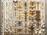 de nombreuses espèces différentes de papillons de nuit exposées dans une vitrine