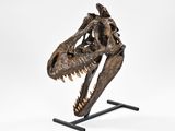 a close up of a t - rex skull on a metal stand