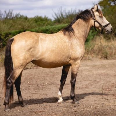 un cheval qui se tient debout dans la terre