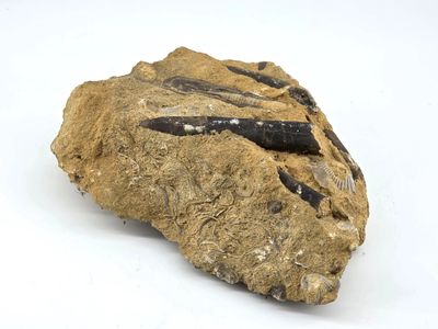 a close up of a rock on a white surface