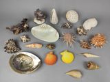 de nombreux coquillages posés ensemble sur la table