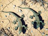 deux lézards qui se tiennent debout dans la terre