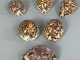 six petits coquillages sont disposés en cercle sur une surface grise