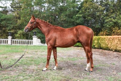 a brown horse that is standing in the grass