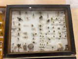 a picture of a display of various insects in a shadow box
